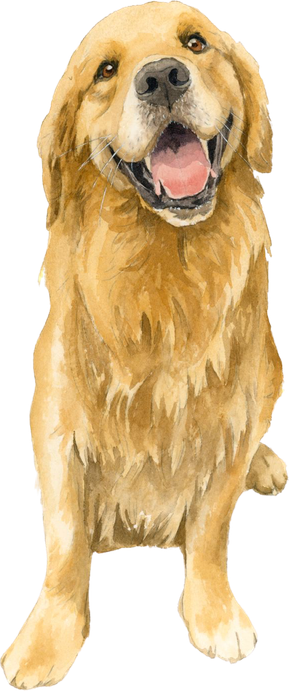 Retrato do golden