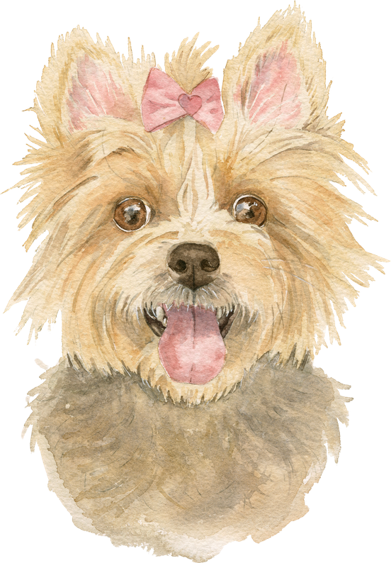 Retrato do yorkshire